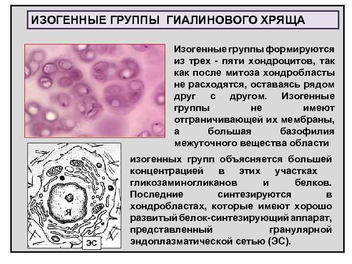 ИЗОГЕННЫЕ ГРУППЫ ГИАЛИНОВОГО ХРЯЩА Изогенные группы формируются из трех - пяти хондроцитов, так как