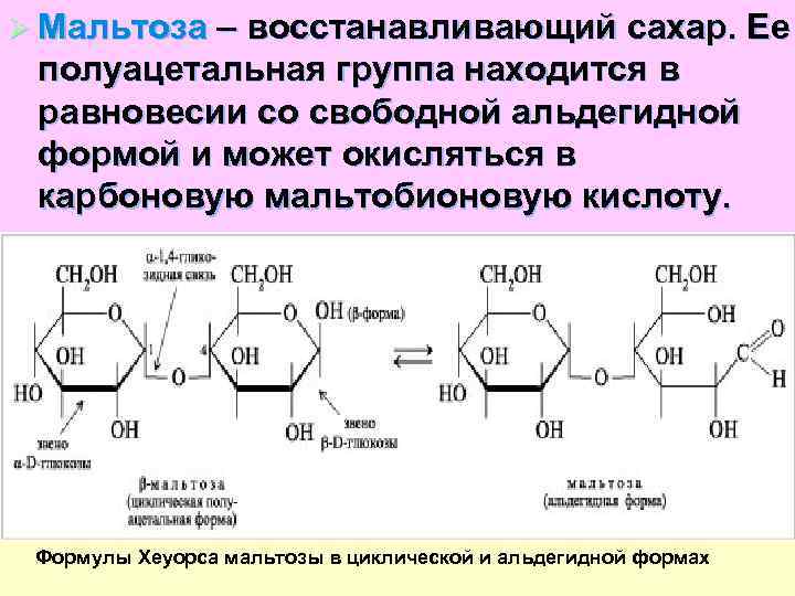 Ø Мальтоза – восстанавливающий сахар. Ее полуацетальная группа находится в равновесии со свободной альдегидной