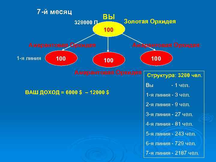 7 -й месяц 328000 П ВЫ Золотая Орхидея 100 Амарантовая Орхидея 1 -я линия