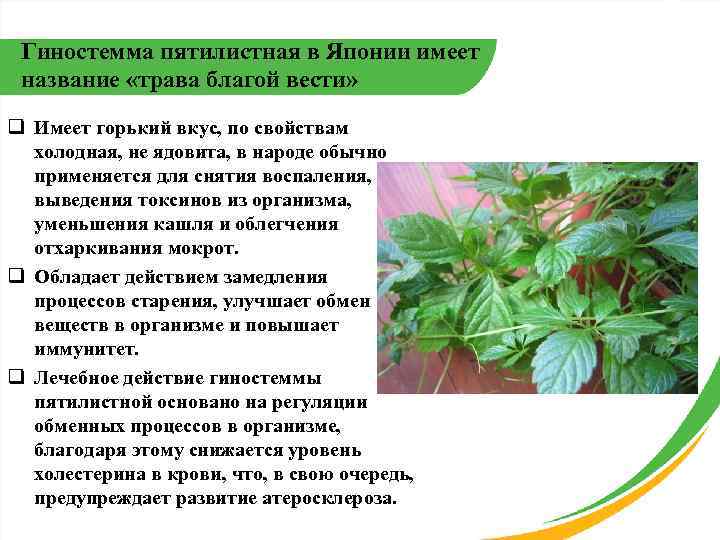 Гиностемма пятилистная в Японии имеет название «трава благой вести» q Имеет горький вкус, по