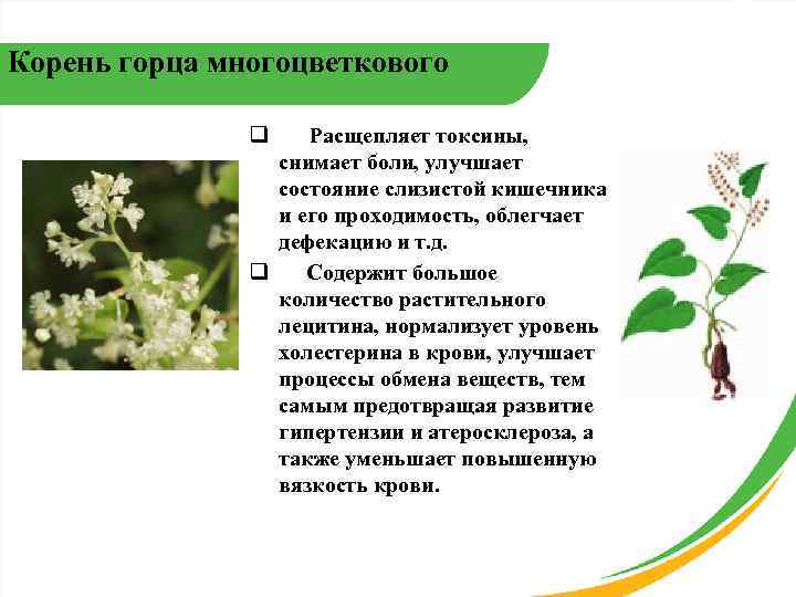 Корень горца многоцветкового q Расщепляет токсины, снимает боли, улучшает состояние слизистой кишечника и его