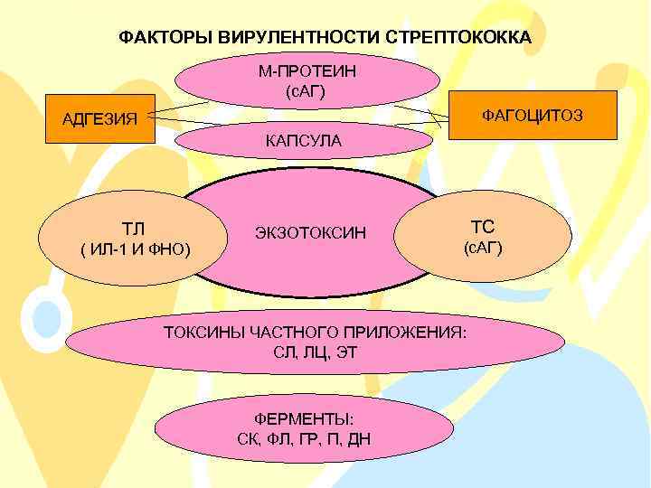ФАКТОРЫ ВИРУЛЕНТНОСТИ СТРЕПТОКОККА М-ПРОТЕИН (с. АГ) ФАГОЦИТОЗ АДГЕЗИЯ КАПСУЛА ТЛ ( ИЛ-1 И ФНО)