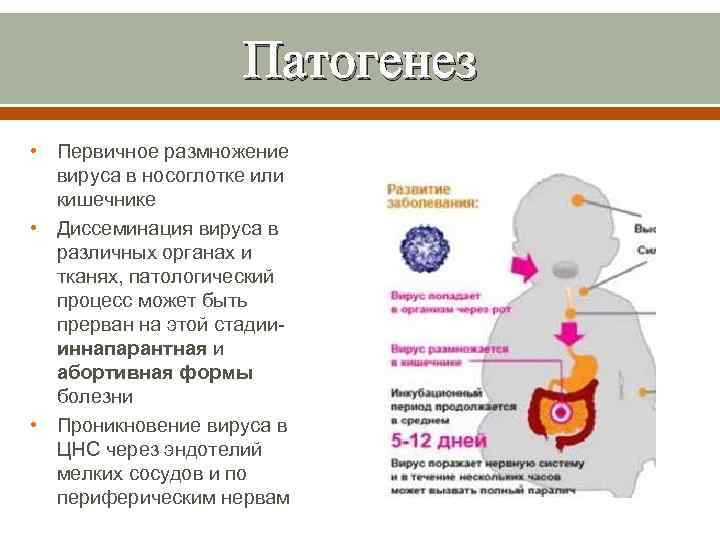 Патогенез • Первичное размножение вируса в носоглотке или кишечнике • Диссеминация вируса в различных