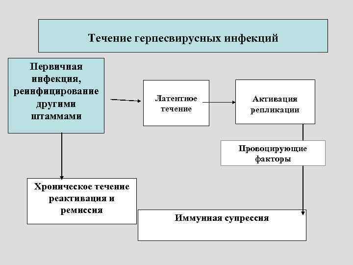 Течение герпесвирусных инфекций Первичная инфекция, реинфицирование другими штаммами Латентное течение Активация репликации Провоцирующие факторы