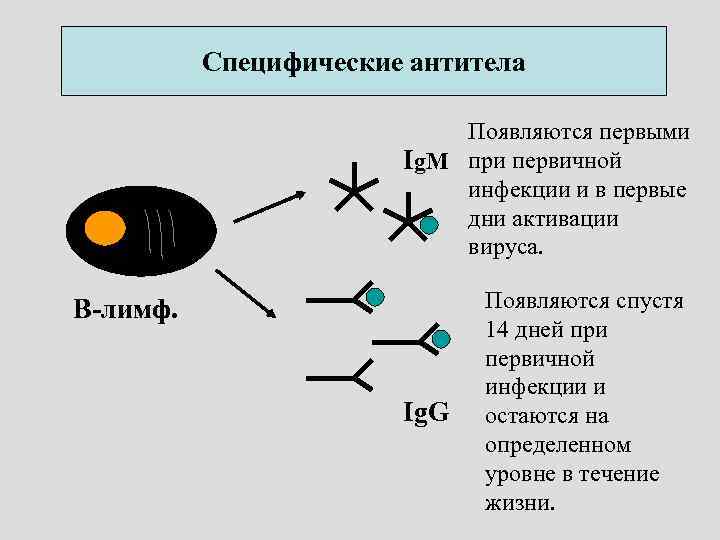 Специфические антитела Появляются первыми Ig. M при первичной инфекции и в первые дни активации