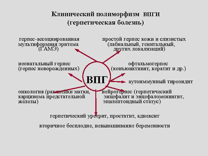Клинический полиморфизм ВПГИ (герпетическая болезнь) герпес-ассоциированная простой герпес кожи и слизистых мультиформная эритема (лабиальный,