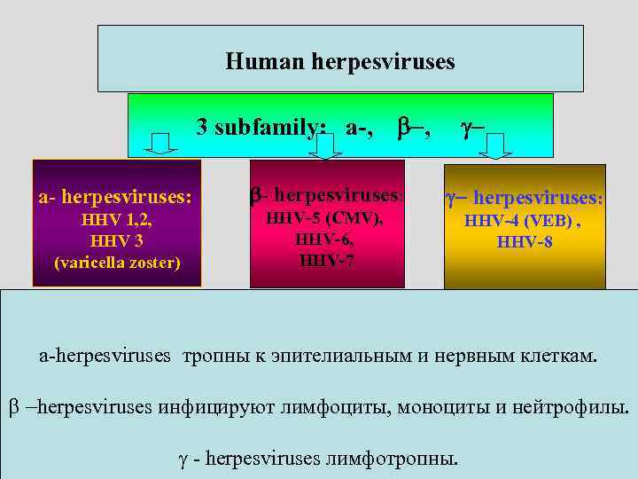 Human herpesviruses 3 subfamily: a-, b-, a- herpesviruses: b- herpesviruses: HНV 1, 2, HНV