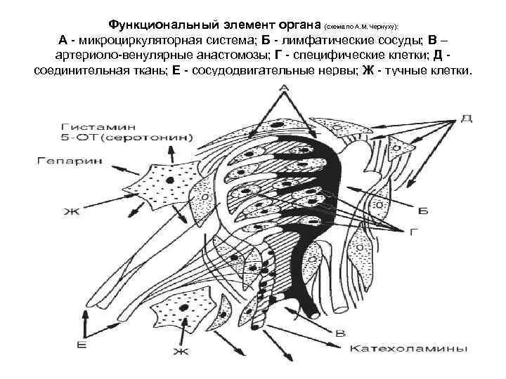 Кортиева органа схема