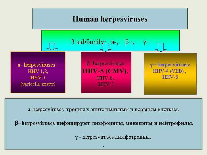 Human herpesviruses 3 subfamily: a-, a- herpesviruses: HНV 1, 2, HНV 3 (varicella zoster)
