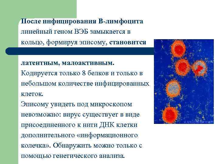 После инфицирования B-лимфоцита линейный геном ВЭБ замыкается в кольцо, формируя эписому, становится латентным, малоактивным.