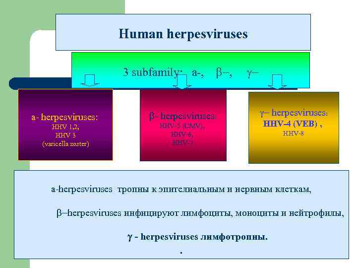 Human herpesviruses 3 subfamily: a-, b-, g- a- herpesviruses: HНV 1, 2, HНV 3