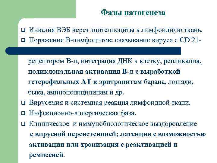 Фазы патогенеза q q Инвазия ВЭБ через эпителиоциты в лимфоидную ткань. Поражение В-лимфоцитов: связывание