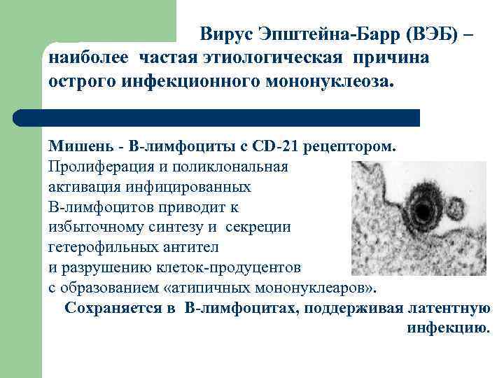 Вирус Эпштейна-Барр (ВЭБ) – наиболее частая этиологическая причина острого инфекционного мононуклеоза. Мишень - В-лимфоциты
