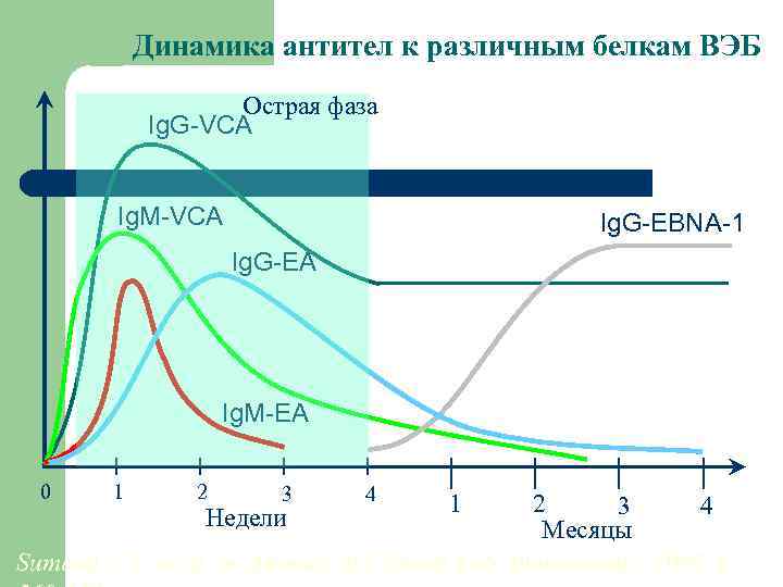 Динамика антител к различным белкам ВЭБ Острая фаза Ig. G-VCA Ig. M-VCA Ig. G-EBNA-1