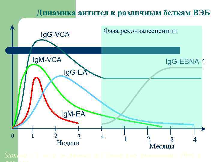 Динамика антител к различным белкам ВЭБ Фаза реконвалесценции Ig. G-VCA Ig. M-VCA Ig. G-EBNA-1