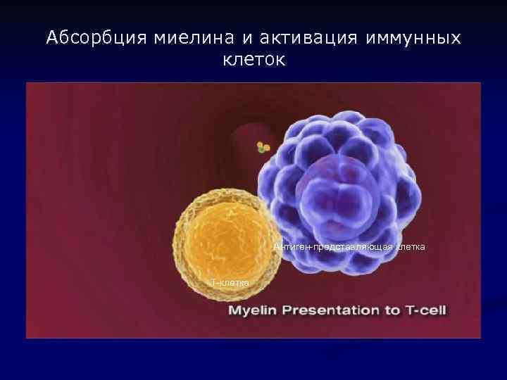 Абсорбция миелина и активация иммунных клеток Антиген-представляющая клетка Т-клетка 