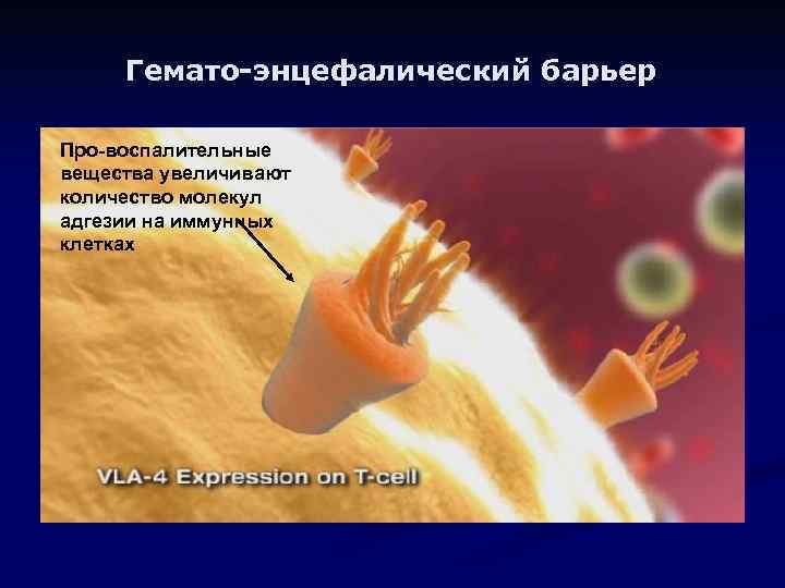 Гемато-энцефалический барьер Про-воспалительные вещества увеличивают количество молекул адгезии на иммунных клетках 