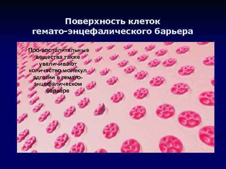 Поверхность клеток гемато-энцефалического барьера Про-воспалительные вещества также увеличивают количество молекул адгезии в гематоэнцефалическом барьере