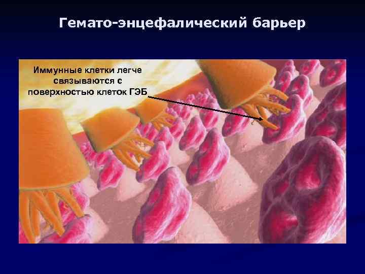 Гемато-энцефалический барьер Иммунные клетки легче связываются с поверхностью клеток ГЭБ 
