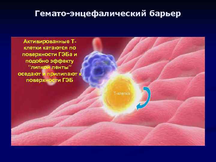 Гемато-энцефалический барьер Активированные Тклетки катаются по поверхности ГЭБа и подобно эффекту “липкой ленты” оседают