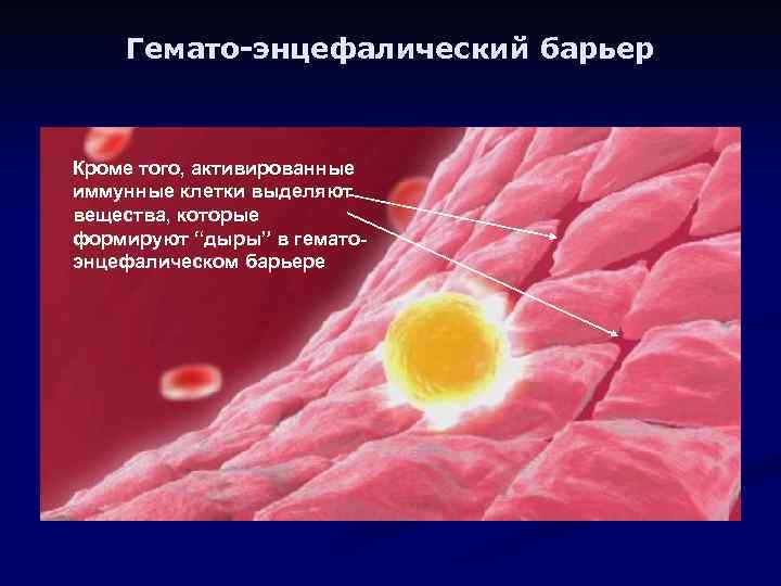 Гемато-энцефалический барьер Кроме того, активированные иммунные клетки выделяют вещества, которые формируют “дыры” в гематоэнцефалическом