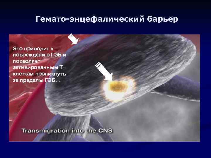 Гемато-энцефалический барьер Это приводит к повреждению ГЭБ и позволяет активированным Тклеткам проникнуть за пределы