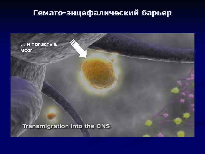 Гемато-энцефалический барьер … и попасть в мозг 