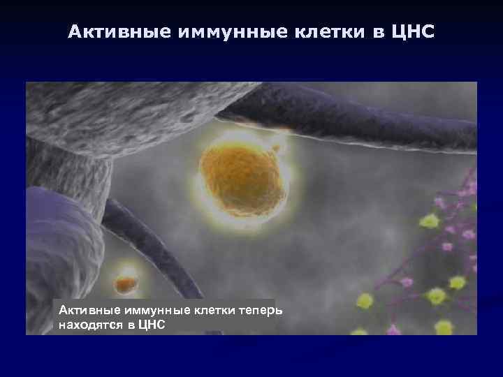 Активные иммунные клетки в ЦНС Активные иммунные клетки теперь находятся в ЦНС 