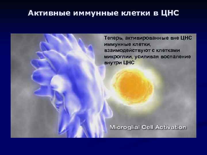 Активные иммунные клетки в ЦНС Теперь, активированные вне ЦНС иммунные клетки, взаимодействуют с клетками