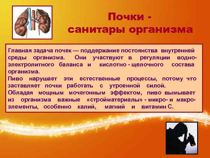 Почки санитары организма Главная задача почек — поддержание постоянства внутренней среды организма. Они участвуют