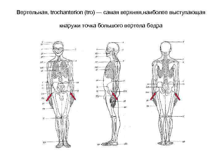 Вертельная, trochanterion (tro) — самая верхняя, наиболее выступающая кнаружи точка большого вертела бедра 