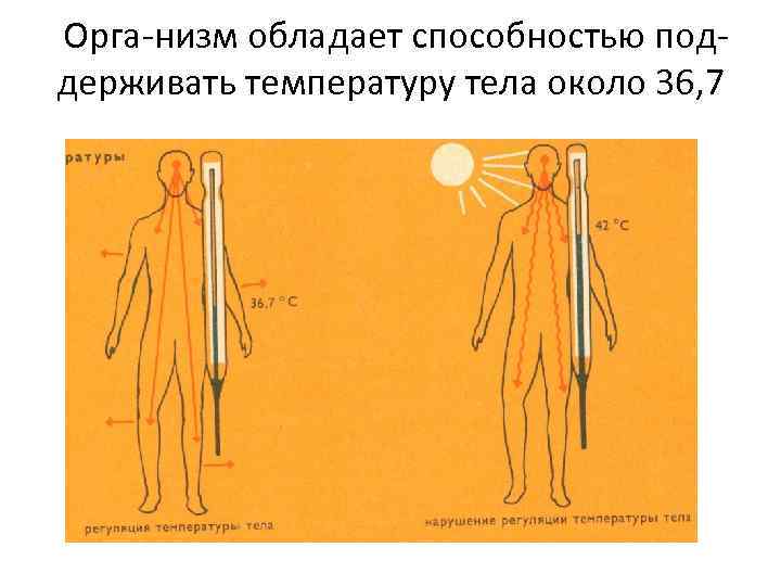 Орга низм обладает способностью под держивать температуру тела около 36, 7 