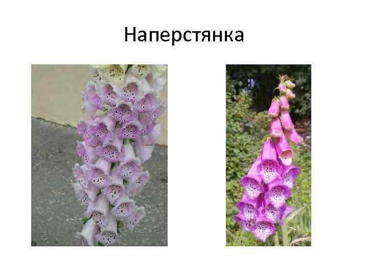 Наперстянка 