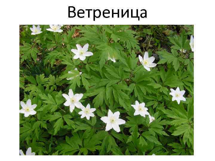 Ветреница 