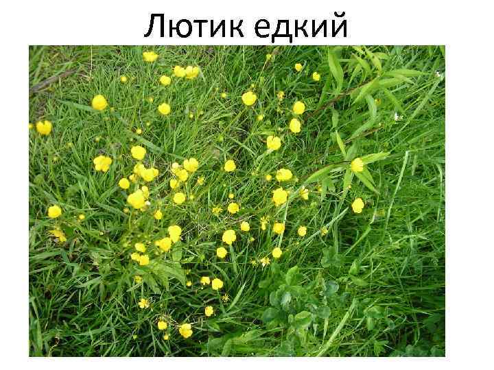 Лютик едкий (Ranúnculus Ácris. Лепесток Лютика едкого. Лютик едкий ботаника. Семена Лютика едкого.