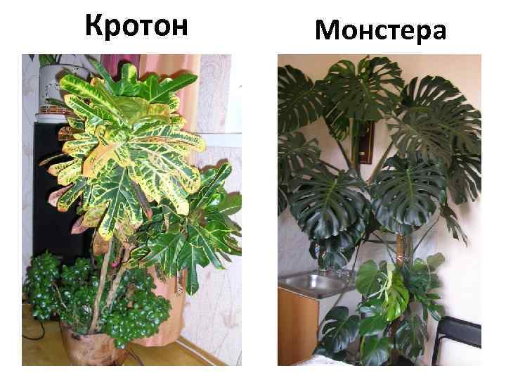 Кротон Монстера 