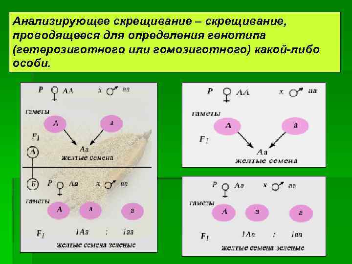 Моногибридное скрещивание гомозиготного и гетерозиготного организмов. Схема анализирующего скрещивания. Анализирующее скрещивание. Гетерозиготное анализирующее скрещивание.