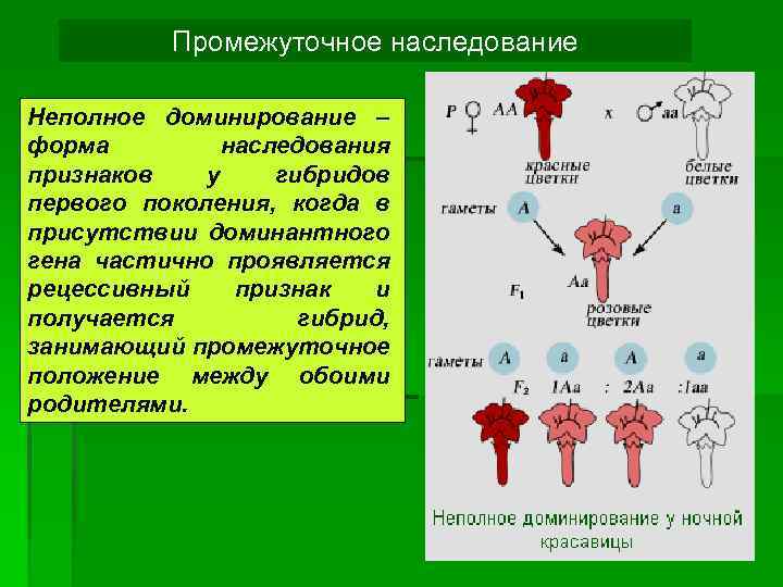 Признаки неполной. Промежуточный характер наследования. Неполное доминирование промежуточное наследование. Промежуточный характер наследования признаков. Промежуточное наследование признаков.