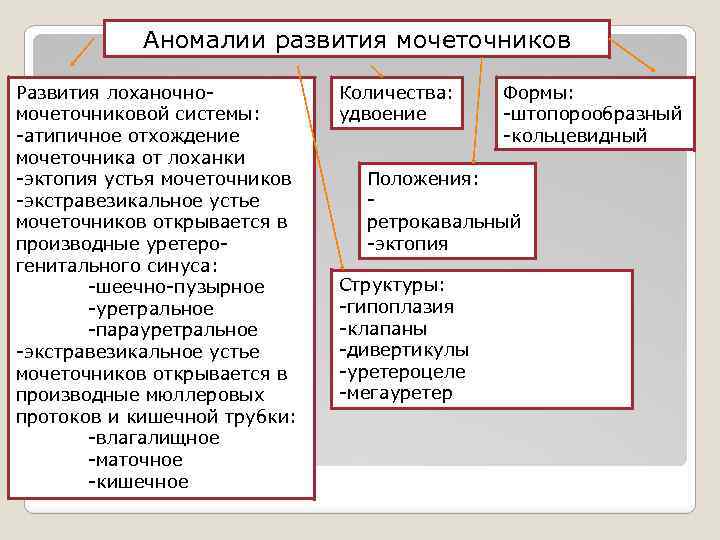 Аномалии развития мочеточников Развития лоханочномочеточниковой системы: -атипичное отхождение мочеточника от лоханки -эктопия устья мочеточников