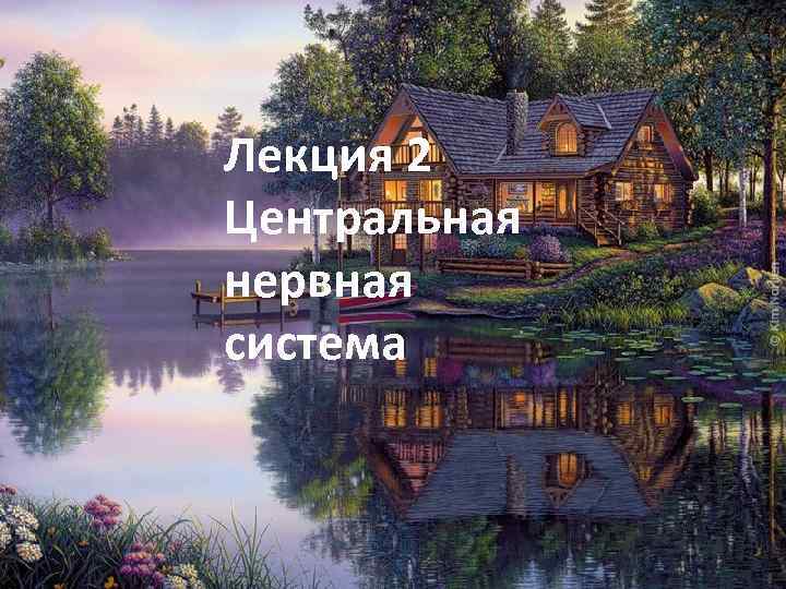 Лекция 2 Центральная нервная система 