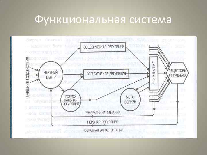 Общая схема функциональной системы организма