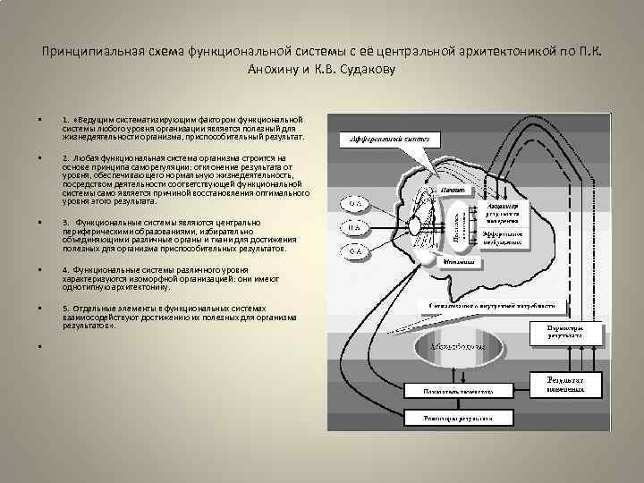 Принципиальная схема центральной архитектуры функциональной системы по п к анохину