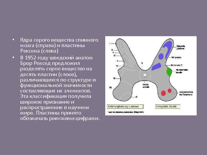  • Ядра серого вещества спинного мозга (справа) и пластины Рексена (слева) • В