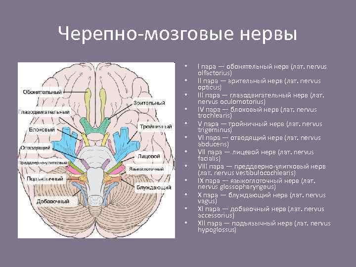 Мрт черепных нервов. Черепно-мозговые нервы 12. Анатомия черепных нервов мрт. 8 Пара черепных нервов анатомия мрт.
