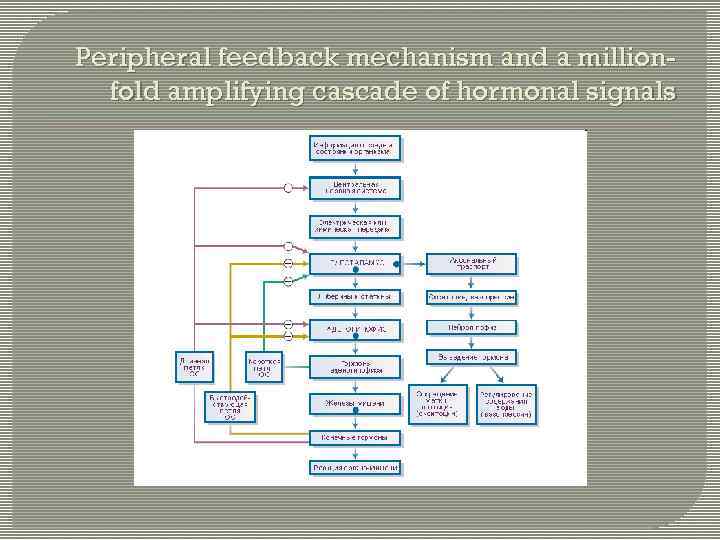 Peripheral feedback mechanism and a millionfold amplifying cascade of hormonal signals 