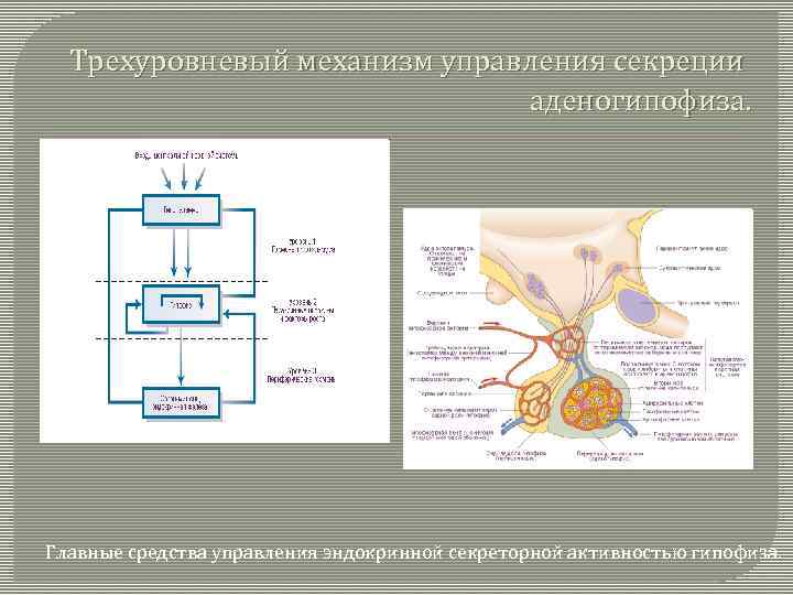 Трехуровневый механизм управления секреции аденогипофиза. Главные средства управления эндокринной секреторной активностью гипофиза. 