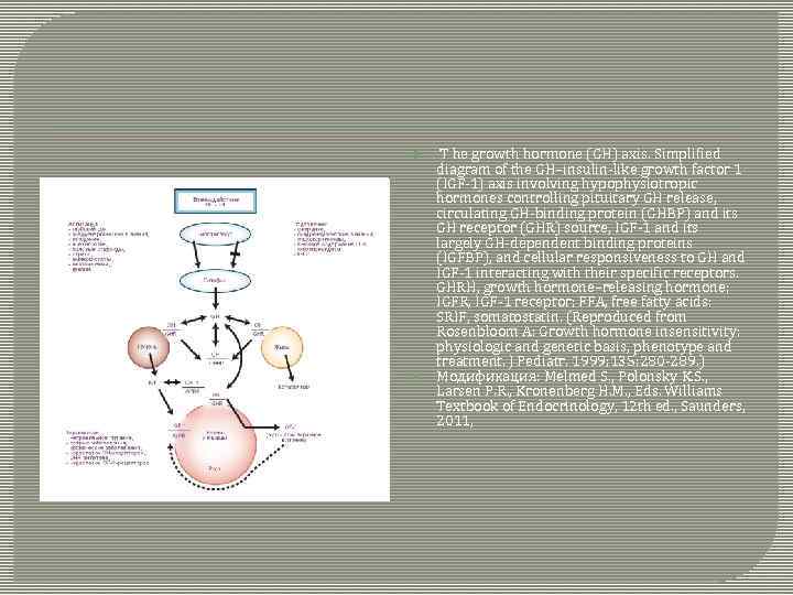  T he growth hormone (GH) axis. Simplified diagram of the GH–insulin-like growth factor