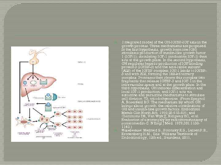  I ntegrated model of the GH-IGFBP-IGF axis in the growth process. Three mechanisms