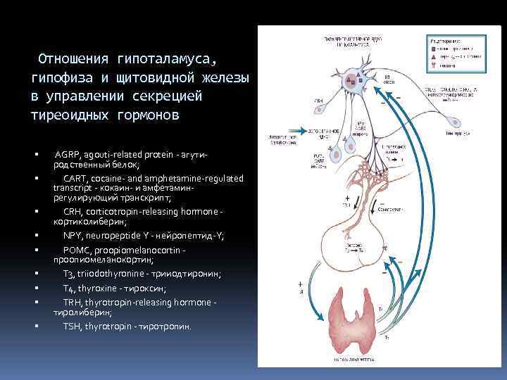 Отношения гипоталамуса, гипофиза и щитовидной железы в управлении секрецией тиреоидных гормонов AGRP, agouti-related protein