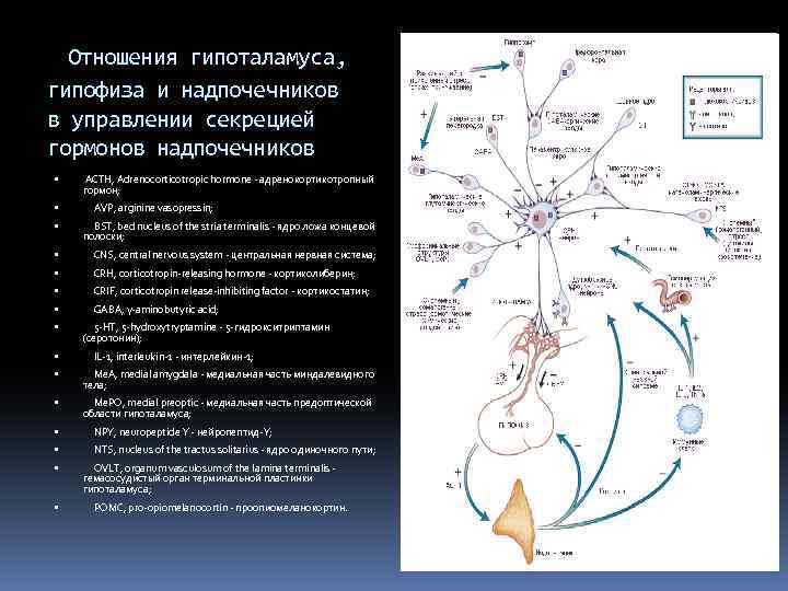 Отношения гипоталамуса, гипофиза и надпочечников в управлении секрецией гормонов надпочечников ACTH, Adrenocorticotropic hormone -